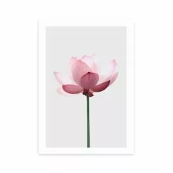 East End Prints Lotus Print