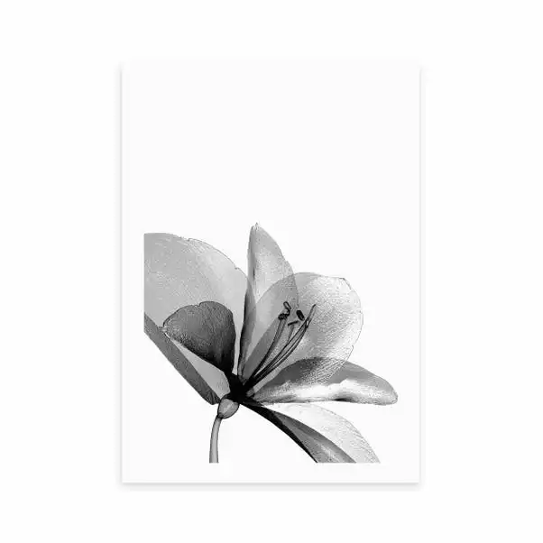 East End Prints Amaryllis Print 2 East End Prints Amaryllis Print - Image 2