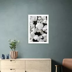 East End Prints White Beauty On Black Print